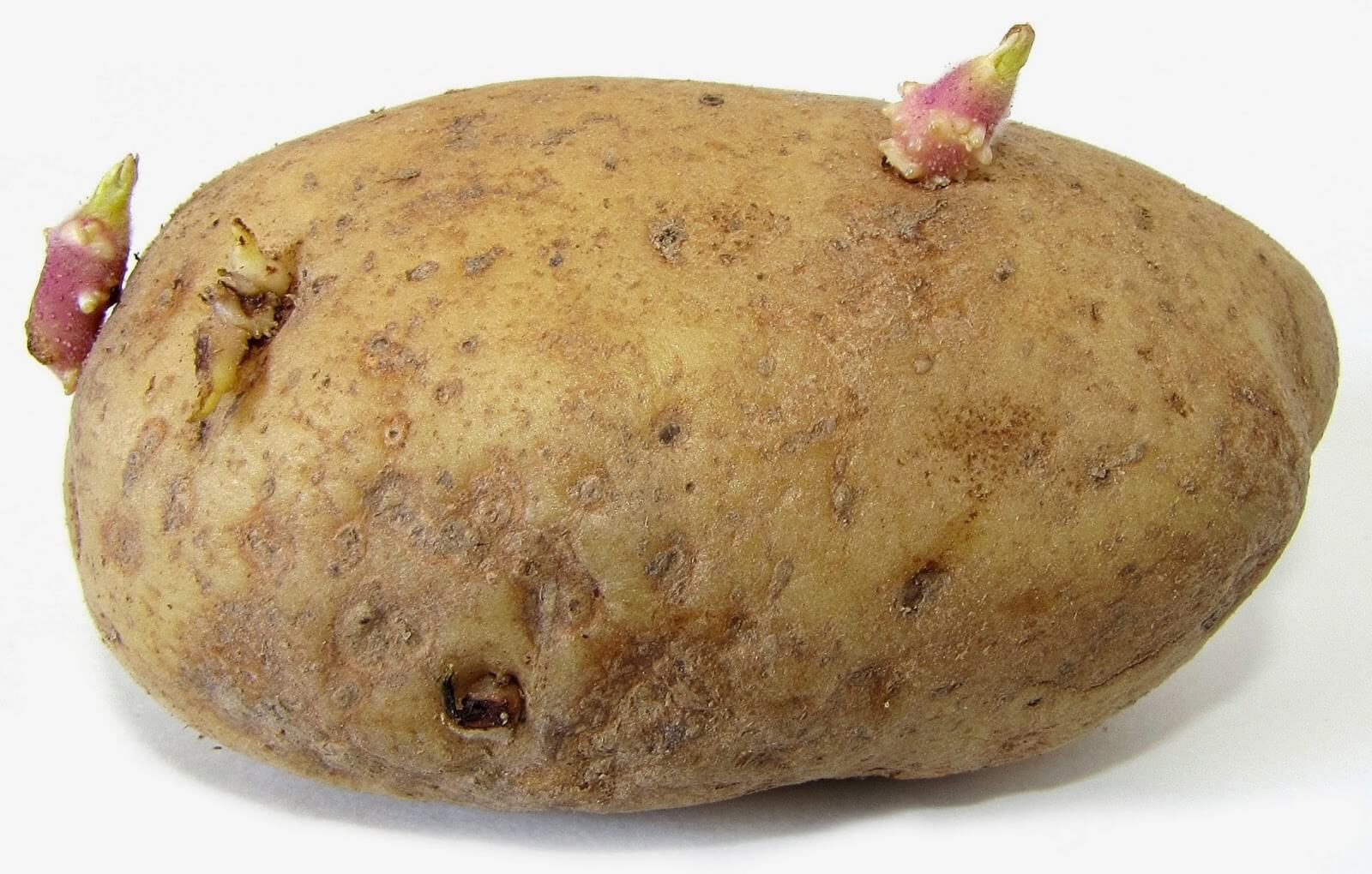 kentang bertunas