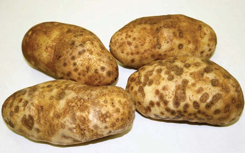kentang-tua