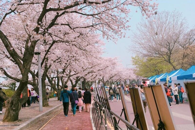 melihat bunga sakura